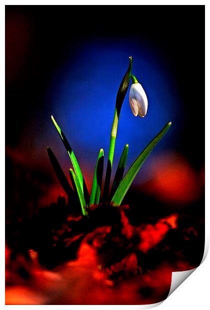 Signs of Spring Print by Macrae Images