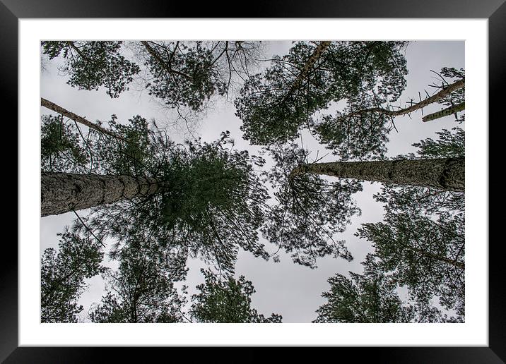 Looking up at the trees Framed Mounted Print by Mark  Clair