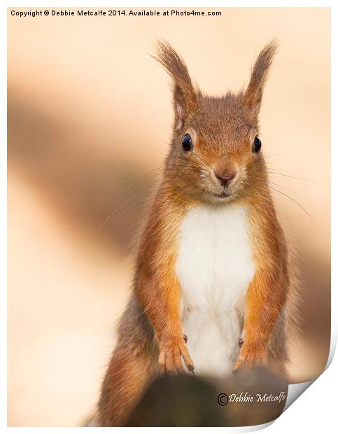 Portrait of Red Squirrel Print by Debbie Metcalfe