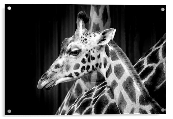 Giraffe Acrylic by David Hare