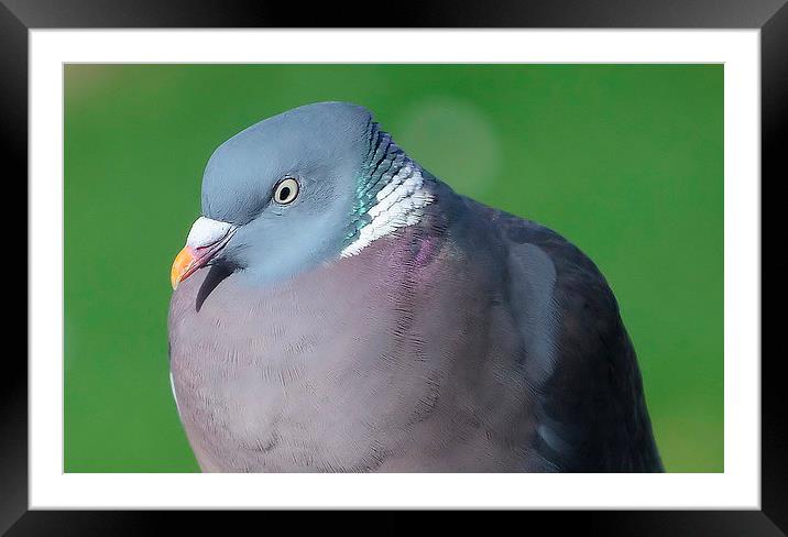 Wood Pigeon Framed Mounted Print by Mark  F Banks