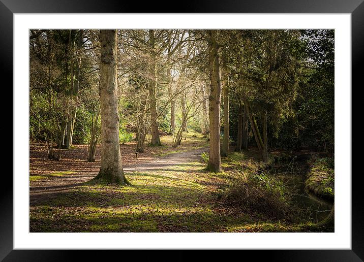 Fairhaven Woods Framed Mounted Print by Stephen Mole