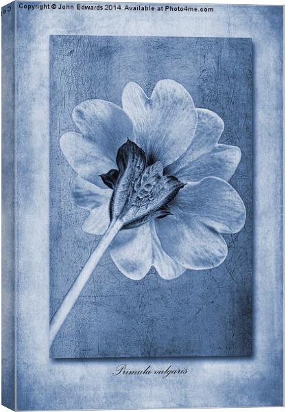 Primula vulgaris cyanotype Canvas Print by John Edwards