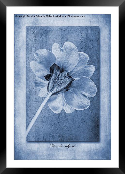 Primula vulgaris cyanotype Framed Mounted Print by John Edwards