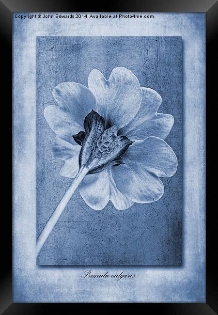 Primula vulgaris cyanotype Framed Print by John Edwards