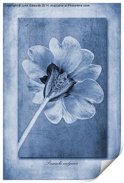Primula vulgaris cyanotype Print by John Edwards