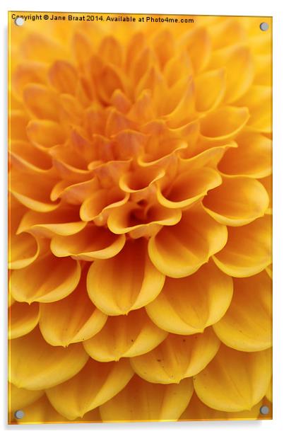 Yellow Dahlia Acrylic by Jane Braat