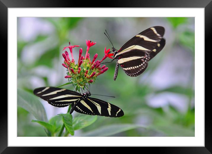 Black and white butterflies on red flower Framed Mounted Print by Susan Sanger