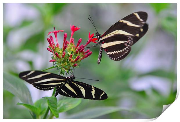 Black and white butterflies on red flower Print by Susan Sanger