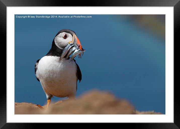 Puffin on Skomer with sand eels Framed Mounted Print by Izzy Standbridge