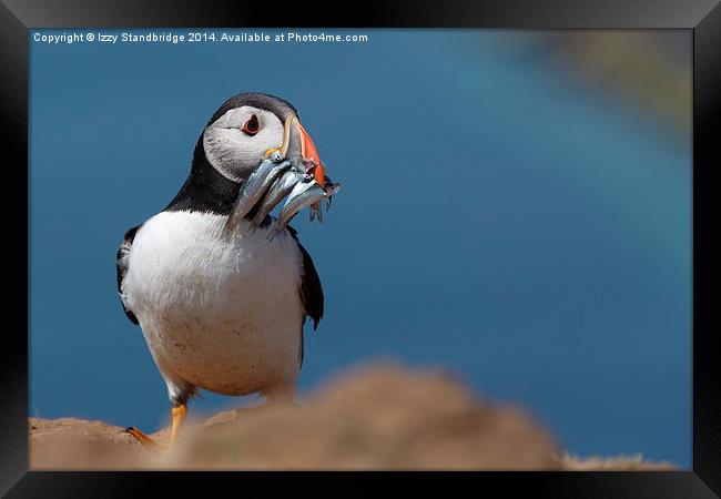Puffin on Skomer with sand eels Framed Print by Izzy Standbridge