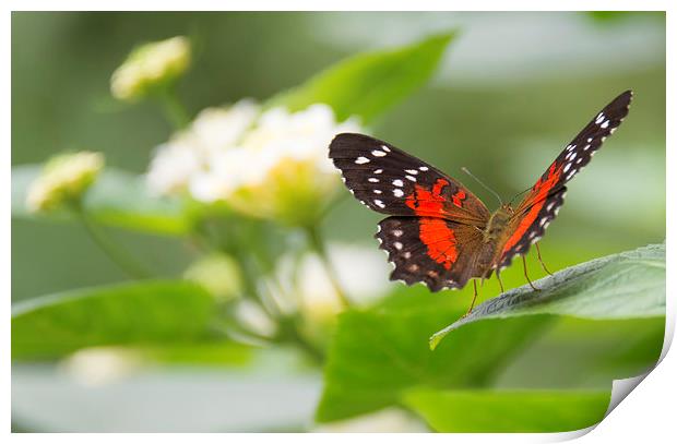 Admiral Butterfly on leaves Print by Susan Sanger