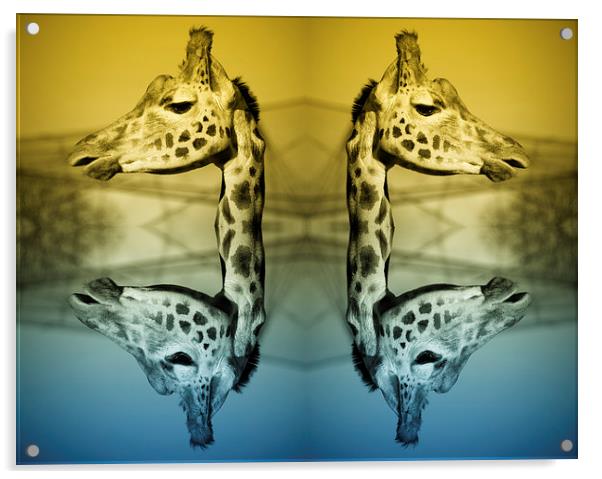 Girafted Acrylic by Rob Hawkins