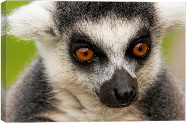 Close up of ring tailed lemur Canvas Print by Susan Sanger