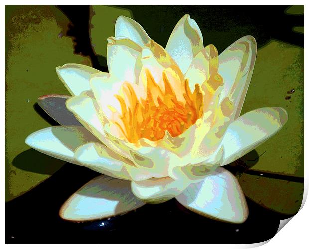 Waterlily Posterised Print by james balzano, jr.