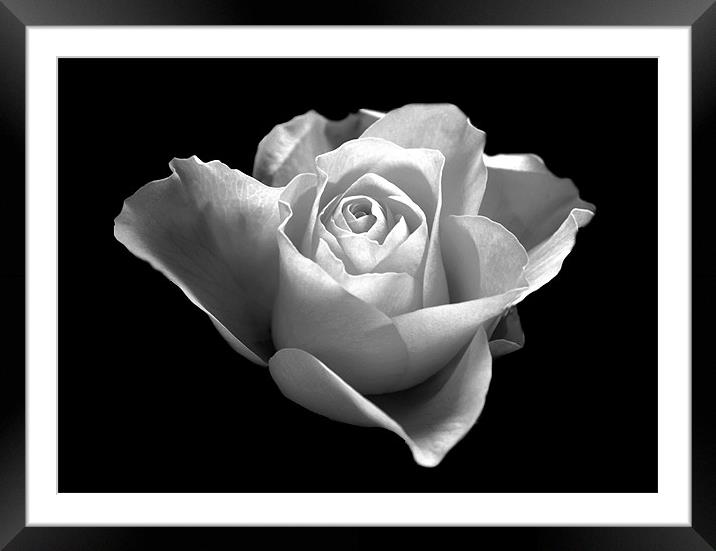Black and White Rose Framed Mounted Print by Karen Martin