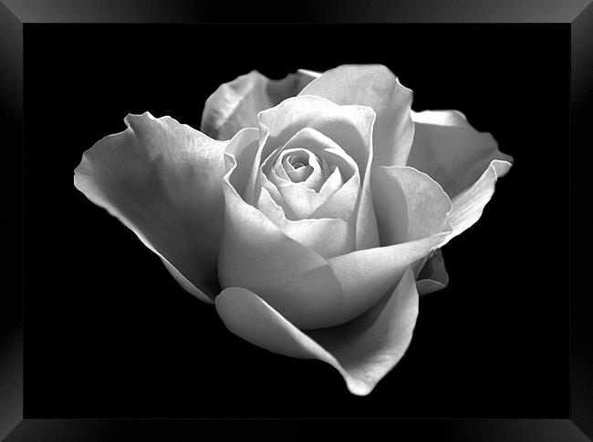 Black and White Rose Framed Print by Karen Martin