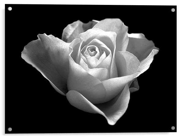 Black and White Rose Acrylic by Karen Martin