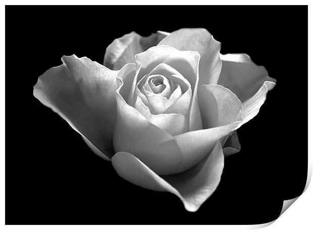 Black and White Rose Print by Karen Martin