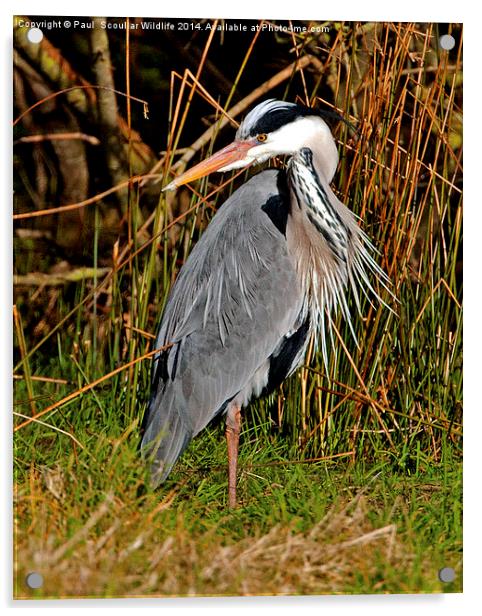 Grey Heron Acrylic by Paul Scoullar