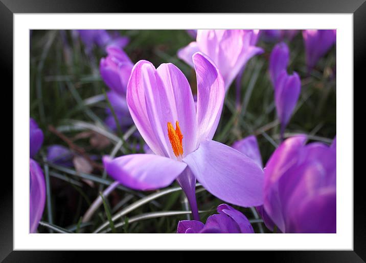 Purple Crocus Framed Mounted Print by Phil Clements