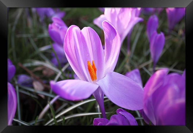 Purple Crocus Framed Print by Phil Clements