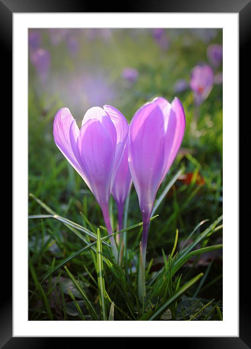 Purple Crocuses Framed Mounted Print by Phil Clements