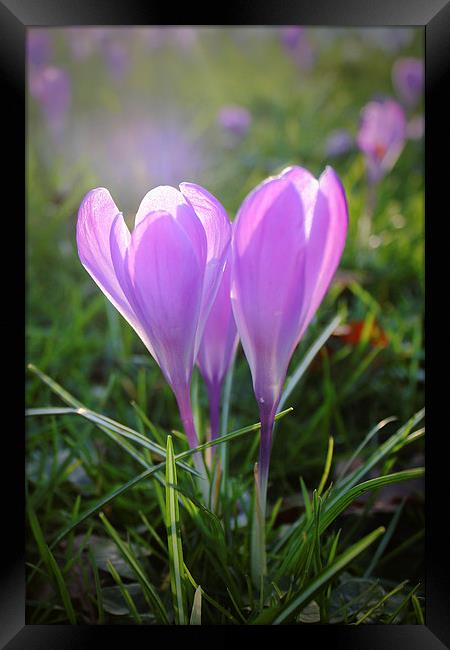 Purple Crocuses Framed Print by Phil Clements
