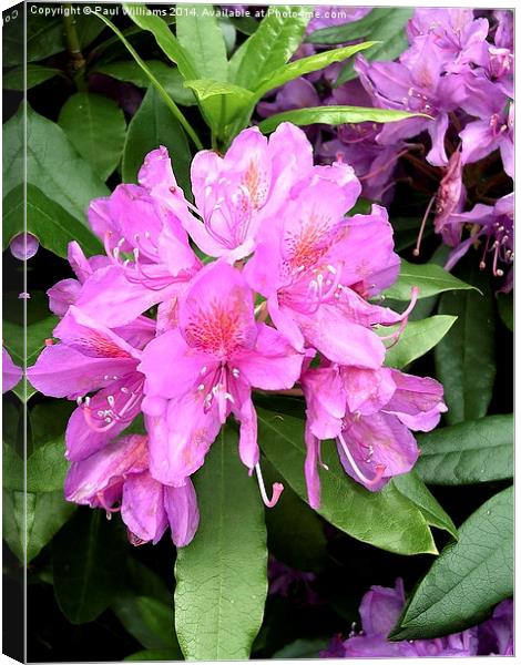 Rhododendron Flower Canvas Print by Paul Williams