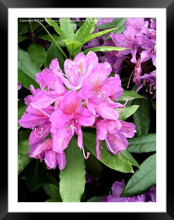 Rhododendron Flower Framed Mounted Print by Paul Williams