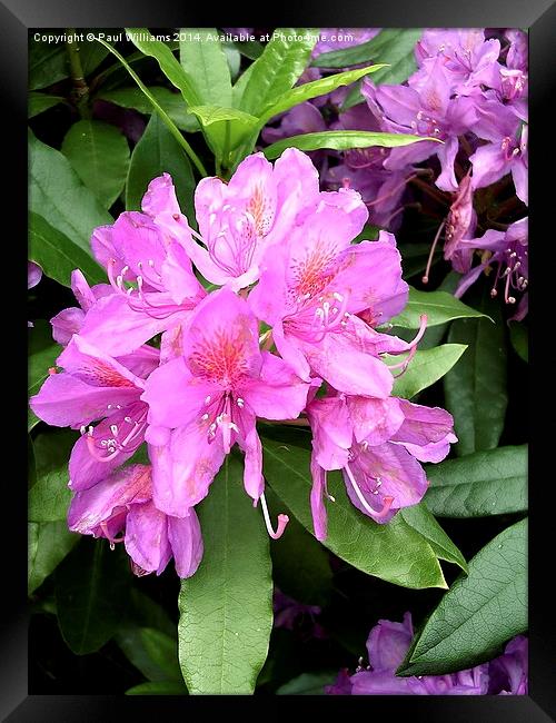 Rhododendron Flower Framed Print by Paul Williams