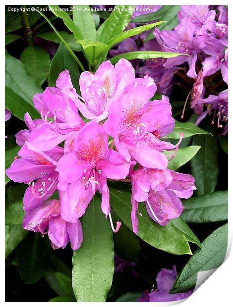 Rhododendron Flower Print by Paul Williams