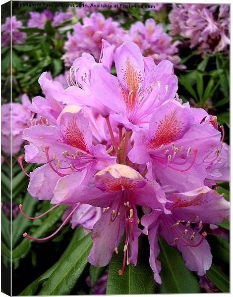 Rhododendron Flower (2) Canvas Print by Paul Williams