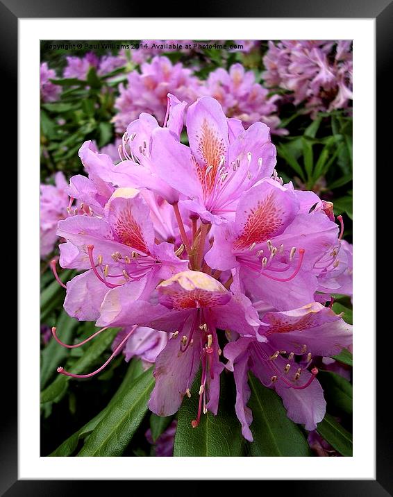 Rhododendron Flower (2) Framed Mounted Print by Paul Williams