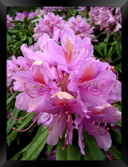 Rhododendron Flower (2) Framed Print by Paul Williams
