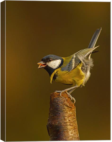 Great Tit ( Parus major ) Canvas Print by william peplow