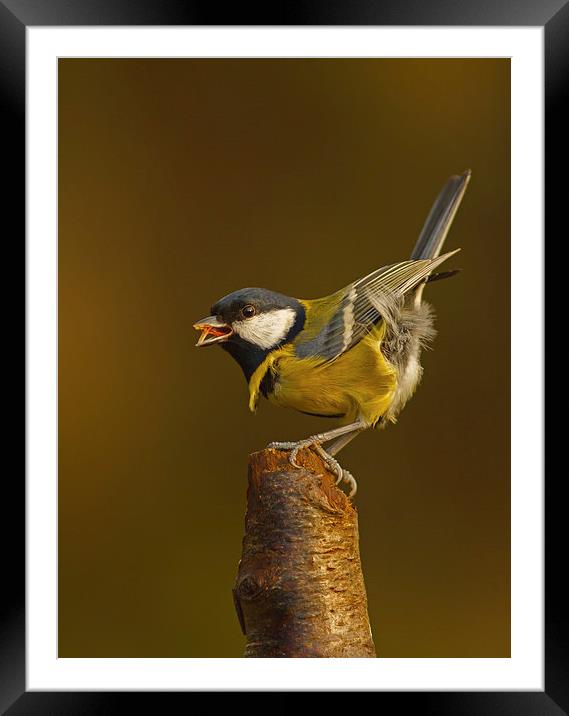 Great Tit ( Parus major ) Framed Mounted Print by william peplow
