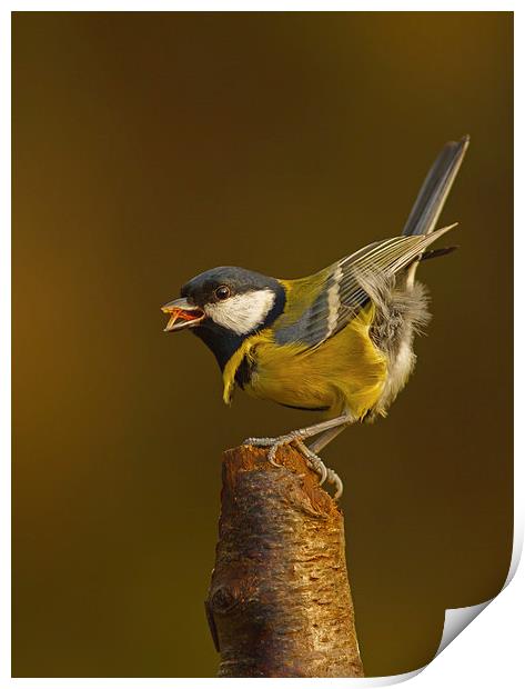 Great Tit ( Parus major ) Print by william peplow