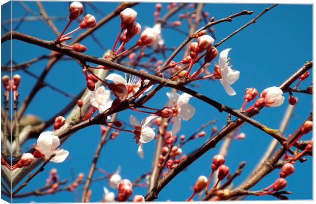 spring buds Canvas Print by chrissy woodhouse