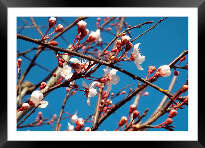 spring buds Framed Mounted Print by chrissy woodhouse