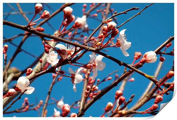 spring buds Print by chrissy woodhouse
