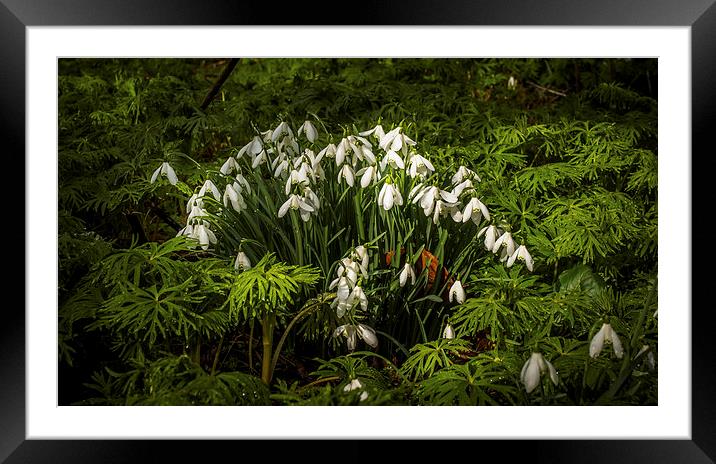 Snowdrop Woods Framed Mounted Print by Mark Llewellyn