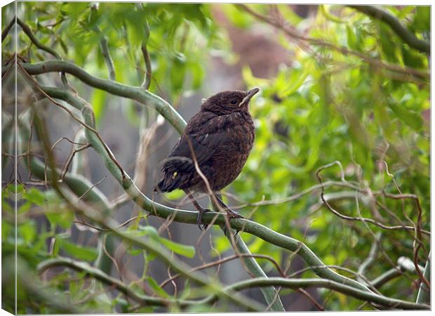 Blackbird Canvas Print by Victor Burnside