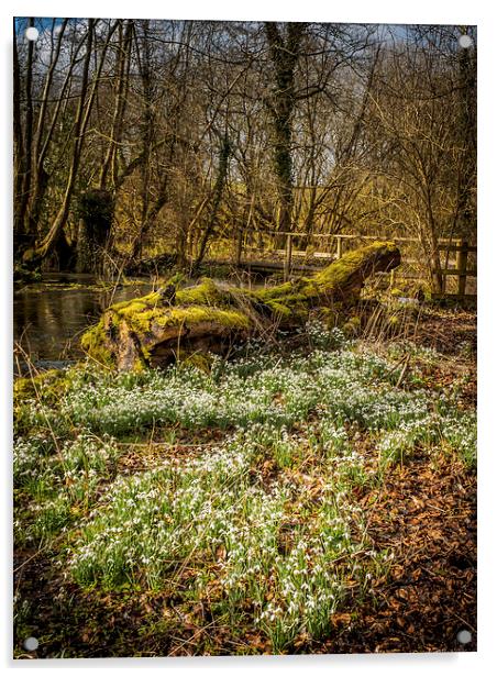Snowdrop Woods, Welford, Berkshire, England, UK Acrylic by Mark Llewellyn