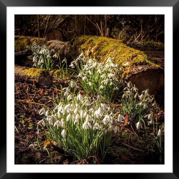 Snowdrops (Galanthus nivalis) Framed Mounted Print by Mark Llewellyn