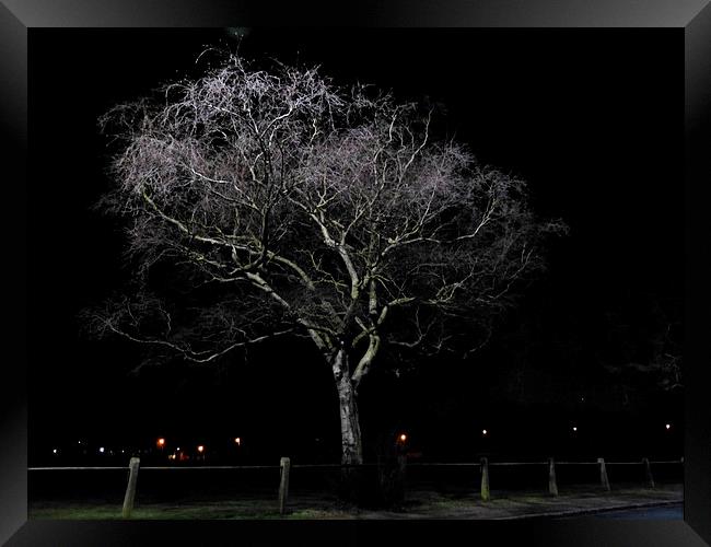 Night Time Downy Birch Tree Framed Print by Ursula Keene