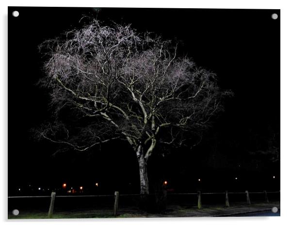 Night Time Downy Birch Tree Acrylic by Ursula Keene