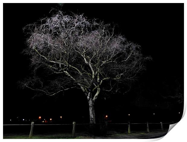 Night Time Downy Birch Tree Print by Ursula Keene