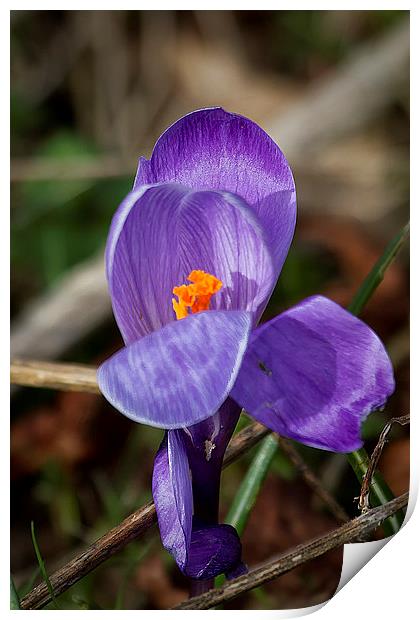 Harbinger of Spring Print by Jim Jones