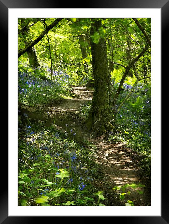 SPRING WALK Framed Mounted Print by Anthony R Dudley (LRPS)